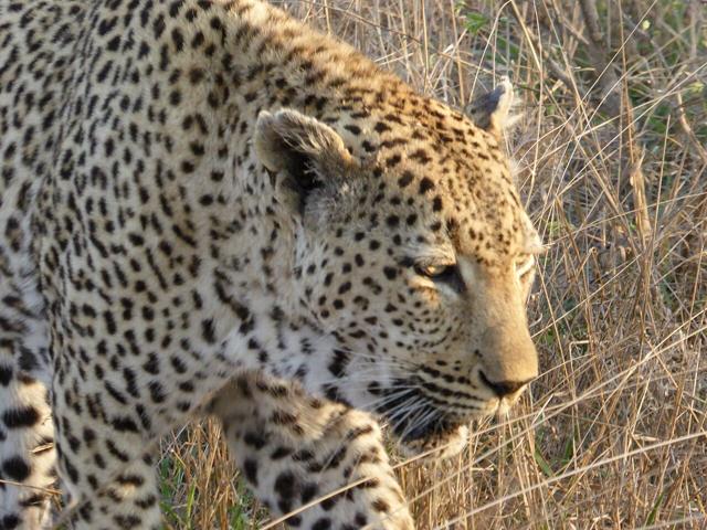 Sabi Sand Game Reserve